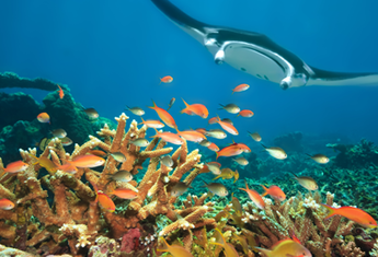 Hin Daeng - Koh Rok Nok