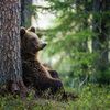 Ours, loup, dauphins ou Arbres