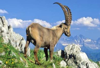 Champignons et/ou flore de la vall&eacute;e en compagnie de notre guide r&eacute;gional