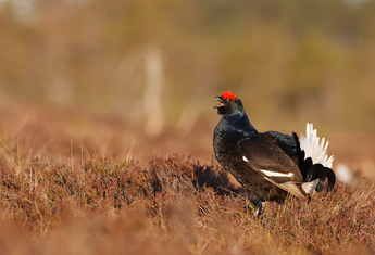 La faune alpine avec Christian Couloumy*