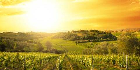 Croisière œnologie, le monde fabuleux de la vigne et du vin
