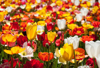 HUIZEN - ALMERE ou LELYSTAD - La Floriade - LEMMER