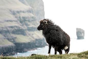 Torshavn (&Icirc;les F&eacute;ro&eacute;)