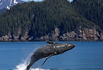 JOURN&Eacute;E EN MER