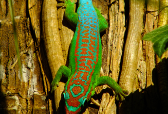 NOSY-BE (Madagascar)