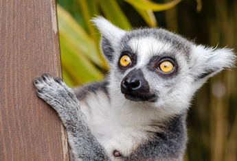 TAMATAVE (Madagascar)