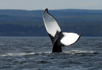 SAGUENAY / TADOUSSAC / QU&Eacute;BEC (350 km/06h00)