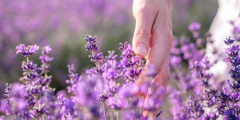 Cure Aromathérapie  à Antibes : Cure Aromathérapie 